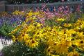 black eyed susans and perrenials in Westminster 
