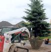 bobcat moving an evergreen tree for planting