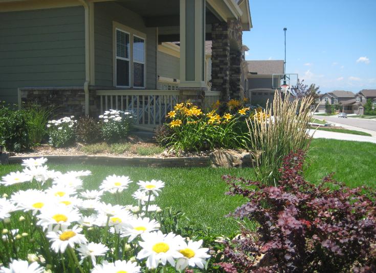 front yard barberry, day lilly and feather reed grass