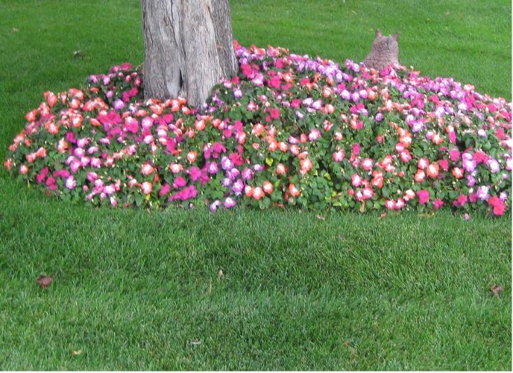 impatiens flowering tree ring